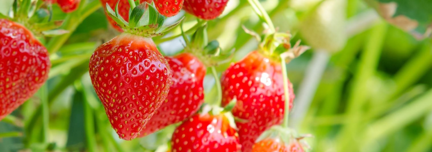 Pflanzenschutz bei Erdbeeren