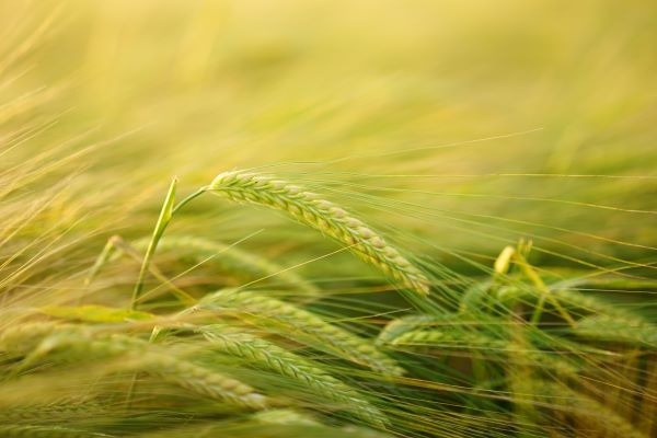 Herbicide avec action foliare et résiduaire pour céréales. 