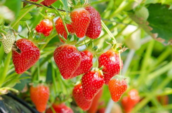 Herbizid für Erdbeeren, Rüben und Randen 