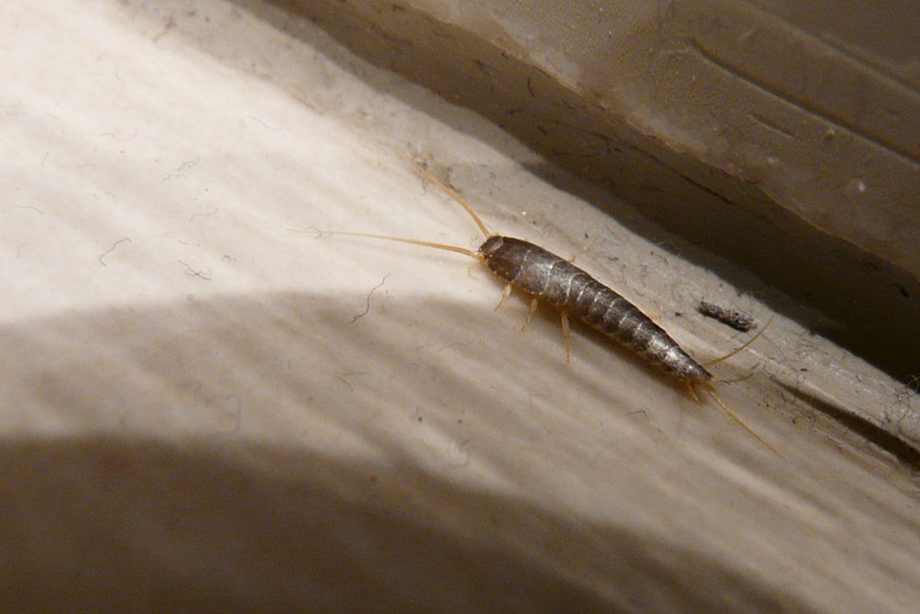 Hochwirksamer Insektizid-Spray. 