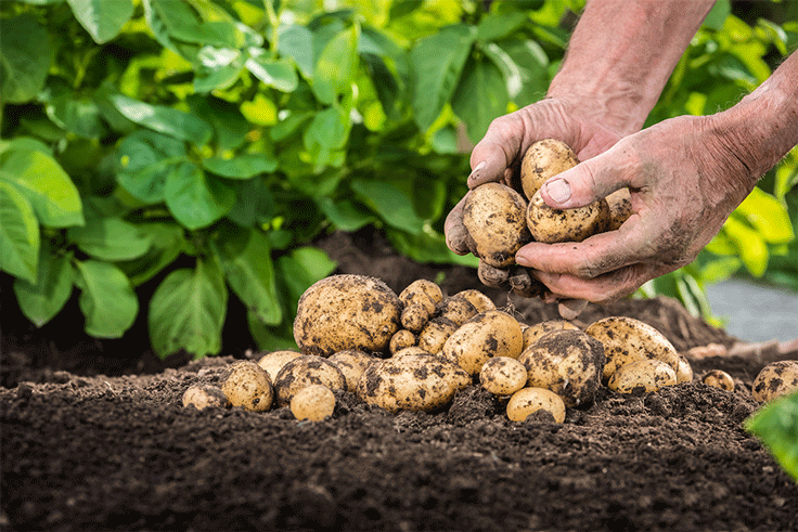 Kartoffeln kuratives Fungizid gegen Falschen Mehltau