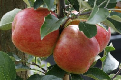 Fongicide contre des maladies dans l'arboriculture, vitivulture, cultures maraîchères et plantes ornementales. 