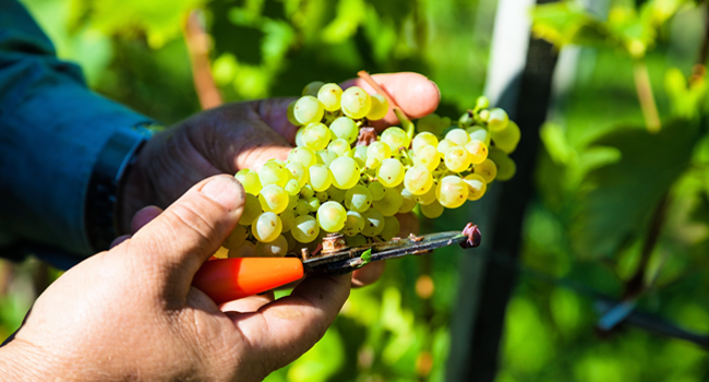 Spritzempfehlungen und Pflanzenschutz für Weinbau