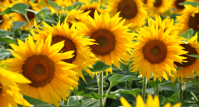 Sonnenblumen Pflanzenschutz Produkte