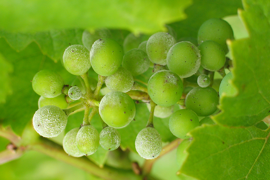Fungizid für den Weinbau.