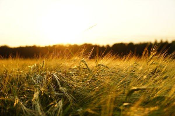 Biostimulant foliaire innovent à base d'activateurs métaboliques et d'oligo-éléments. 
