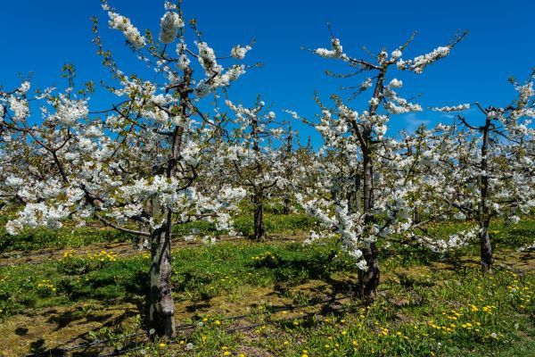 Breitwirksames systemisches Insektizid