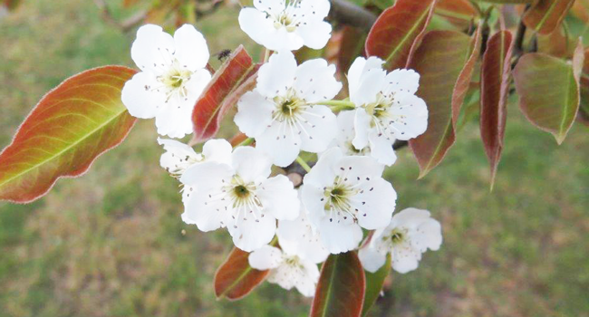 Spritzempfehlungen für Obstbau