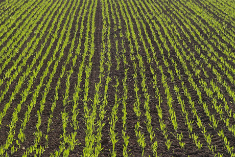 Spritzempfehlungen und Pflanzenschutz für Feldbau